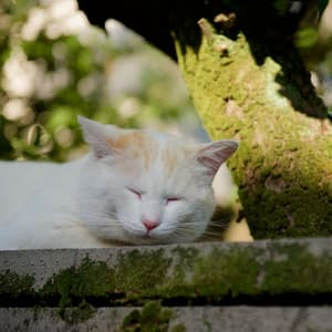 Nature's Catnap: Crickets' Echo and Chill Sound Ambience - Cricket Sounds & Nature Sounds Collabo & Zen Master