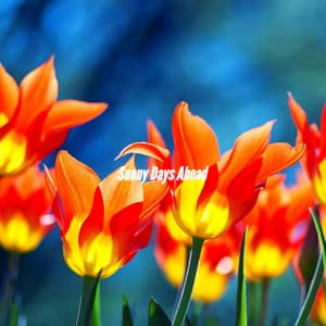 Sunny Days Ahead - Jazz Instrumental Lisboa