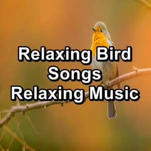 Relaxing Bird Songs Relaxing Music - Bird Sounds