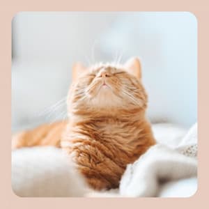 Background Music for The Comfortable Cats - Music for Resting Cats