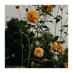 Healing Piano Meditation - Zen Music Garden & Spa