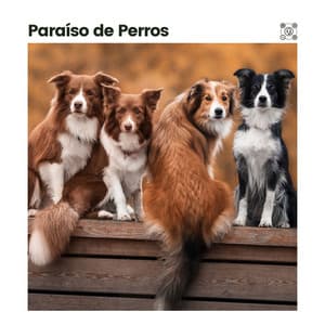 Paraíso de Perros - Mascotas tranquilas