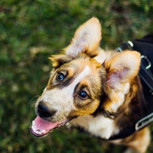 Jazz Violin - Ambiance for Doggy Summer Chilling - Dog Jazz Music