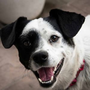 Alto Sax Solo - Music for The Relaxing Puppy - Dog Relaxation Music