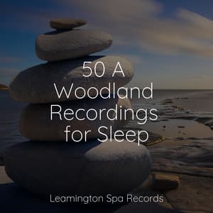 50 A Woodland Recordings for Sleep - Lullaby Rain