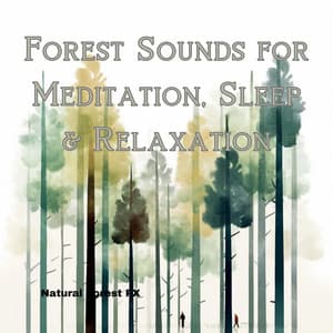 Forest Sounds for Meditation, Sleep & Relaxation - Natural Forest FX