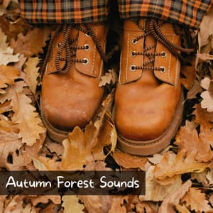 Autumn Forest Sounds - Chill Autumn Vibes