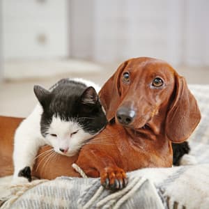 Ocean Whispers: A Serene Seascape for Restful Pets - 101 Sea