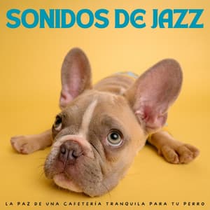 Sonidos De Jazz: La Paz De Una Cafetería Tranquila Para Tu Perro - Cafetería Chill Out Relax