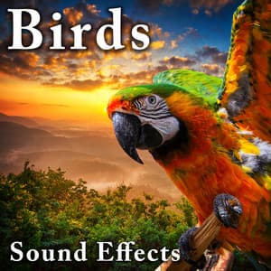 Birds Sound Effects - Sound Ideas