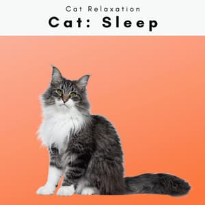 1 Cat: Sleep - Cat Relaxation