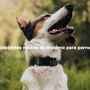 Relajantes noches de invierno para perros - Happy Instrumental Jazz