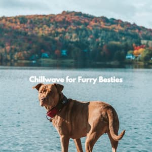 Chillwave for Furry Besties - Doggy Music Radio