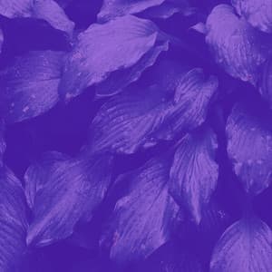 Music for Recharging Rest - Glockenspiel Music - Instant Relax