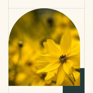 Feelings for Fresh Spring - Trabajar desde Casa Clásicos