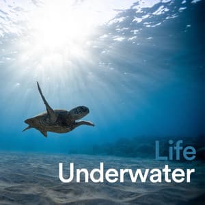 Life Underwater - Waterfall Sounds