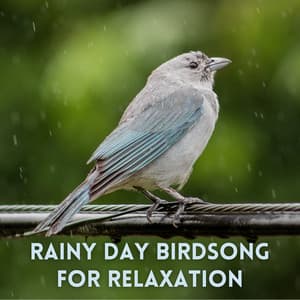 Rainy Day Birdsong for Relaxation - Olivia Rain