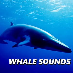 Whale Sounds - Oceanografers