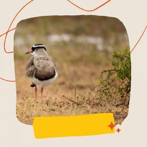 Music - Relaxing Days - Soft Jazz Projects