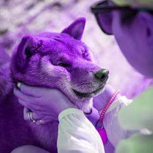 Backdrop for Calming the Hounds - Dog Relaxation Music