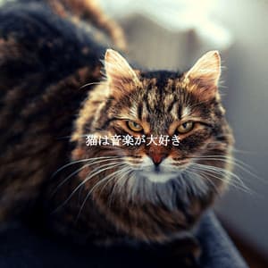 猫は音楽が大好き - Thiago Sanchez Jazz Quartet