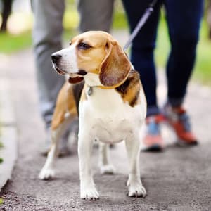 Dog Rain Harmony: Ambient Canine Harmony - Dog Music Collective