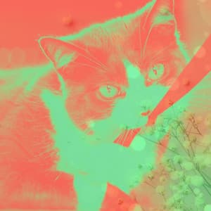 Energetic - Cute Cats - Calming Cat Music