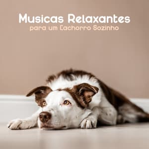 Músicas Relaxantes ​​para um Cachorro Sozinho - Academia de Música para Animais