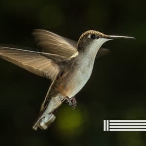 Angenehme Vogelstimmen - Vogelstimmen Welt