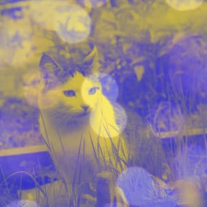 Acoustic Smooth Jazz Guitar - Ambiance for Lounging Kittens - Cat Music Waves