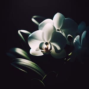 Whispers of Light: Serenity in Bloom - Harmony Nature Sounds Academy