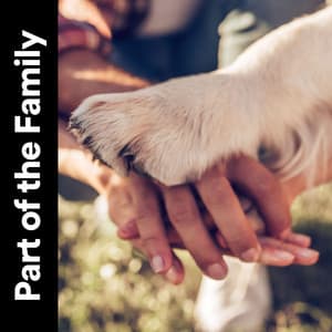 Part of the Family - Music for Sleeping Puppies