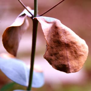 置大石 - Riki Hidaka