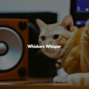 Whiskers Whisper - Jazz Lento