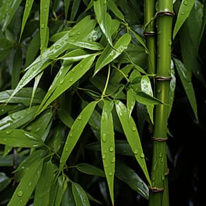 Música Para Aliviar El Estrés: Reflexiones En Cadencia Consciente - Efectos de sonidos del bosque