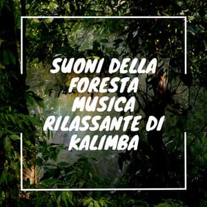 Suoni della foresta, Musica rilassante di kalimba - Musica Curativa Club