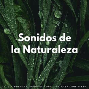Sonidos De La Naturaleza: Lluvia Binaural Para El Yoga Y La Atención Plena - Deja que llueva