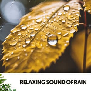 Study & Work Music: A Symphony of Serenity - Dog Relaxation