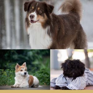 Backdrop for Energetic Puppy - Smooth Jazz - Music for Dogs Moments