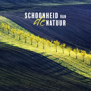 Schoonheid van de Natuur: Vogels, Zee, Regen, Rivier voor Ontspanning en Kalmte - Ontspanning Muziek Club