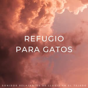 Refugio Para Gatos: Sonidos Relajantes De Lluvia En El Tejado - Efectos especiales de lluvia del bosque