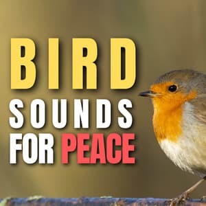 Bird Sounds for Peace - Bird Songs