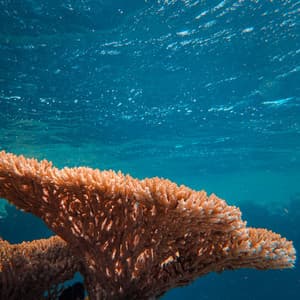 ASMR Oceanic Odyssey: Navigating Mindfulness and Meditation - Ocean Tides