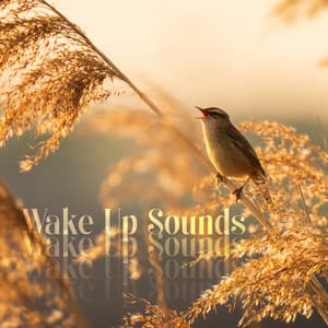 Wake Up Sounds: Gentle Bells with Nature Sounds Alarm Clock - Sound Effects Zone