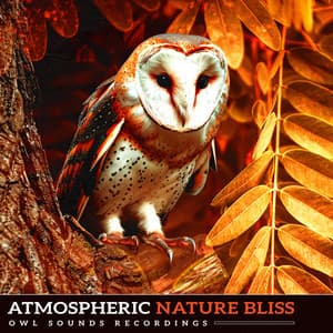 Atmospheric Nature Bliss - Owl Sounds Recordings