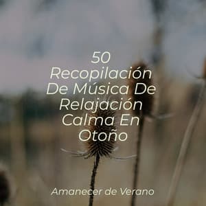 50 Recopilación De Música De Relajación Calma En Otoño - Musica para Meditar