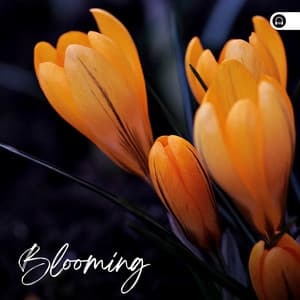 Blooming - Forest Soundscapes