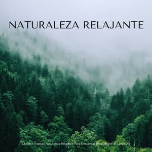 La Selva Tropical: Naturaleza Relajante Para Descansar Después De Un Largo Día - Bosque Tropical
