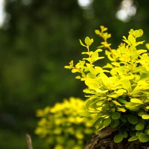 Cool House - Chill Jazz Instrumental Music