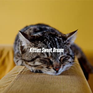 Kitties Sweet Dream - Cafe Jazz Paris